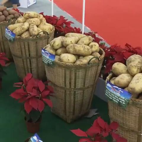 小麦股票前十排名解读，市场趋势与投资机会分析！