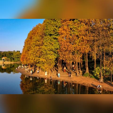 落羽杉秘境探索，自然之美的终极旅游攻略