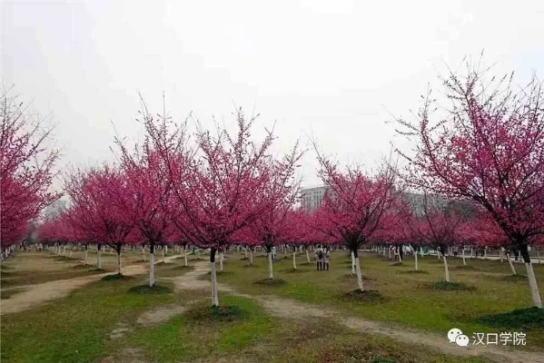 汉口学院探秘，领略独特学府风采，百度带你一探究竟