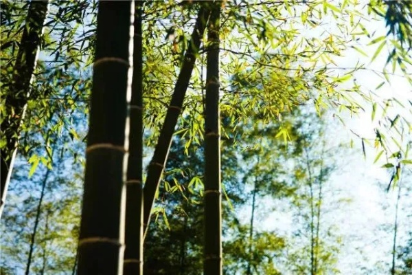 蚕丛鸟道