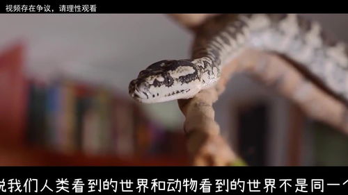 世界蟒蛇智商大揭秘，神秘生物的智慧排名榜！