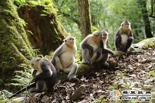 「老猴旅游攻略大揭秘，带你探索未知旅行世界」