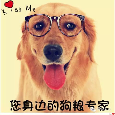 揭秘狗狗寿命排行榜，前十名犬种寿命一览