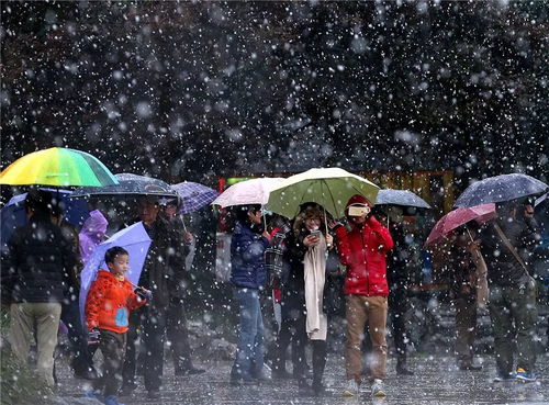 汉中直播大雪纷飞，实时更新最新消息总览