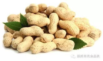 揭秘带你走进花生品种的世界，探寻千姿百态的花生奥秘！