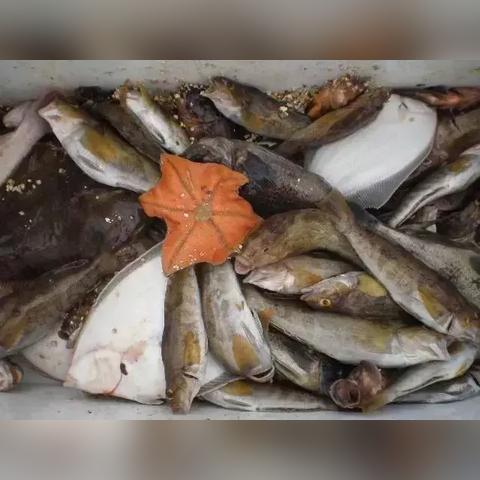 深圳东港钓鱼秘籍，最新攻略指南