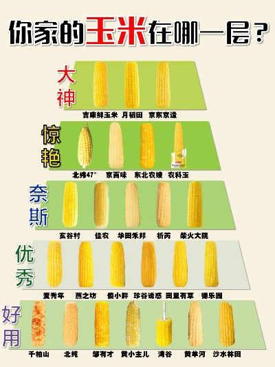 牛年热门玉米品种TOP10排行榜，优质玉米种子挑选指南
