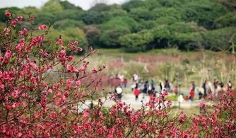 柳州千亩湖最新赏花时间表揭秘，不容错过的花海盛宴