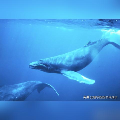 蓝鲸队全球排名大揭秘，实力究竟如何？