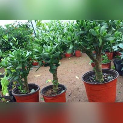 梦幻养号赚钱秘籍，游戏与收益完美融合攻略最新分享