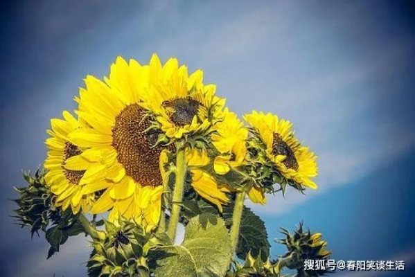 励志短句，积极阳光，照亮人生之路