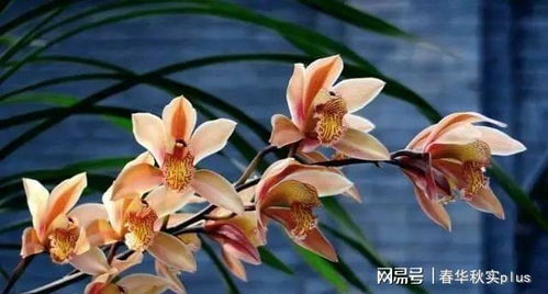 小兰花最新回放，深度探索与精彩赏析