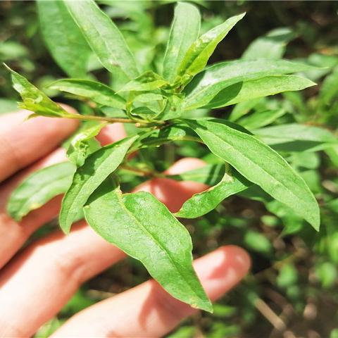 揭秘前十名寒冰植物霸主，展现自然界耐寒霸主风采