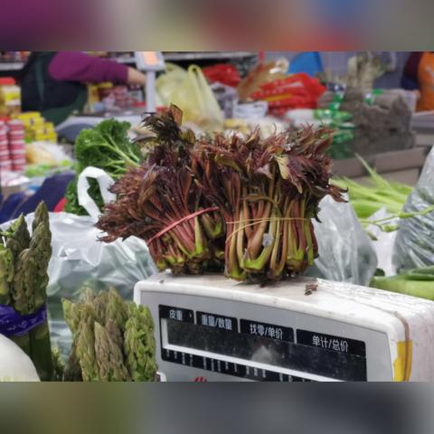 蒙山香椿采摘攻略，视频大全与最新体验分享