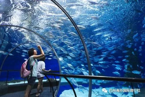 上海水族馆全攻略，揭秘海洋奇妙之旅！
