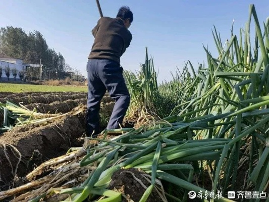 今日章丘大葱行情，最新价格、市场走势及种植户真实心声揭秘