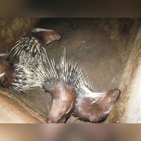 家猪行情最新走势，市场分析解读与未来展望