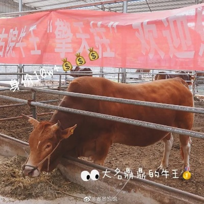 揭秘百度神秘力量，探寻牛事背后的惊人发现！