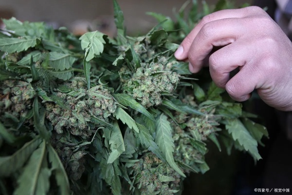 揭秘草子药材的神秘面纱，深度解读与百度探寻之旅