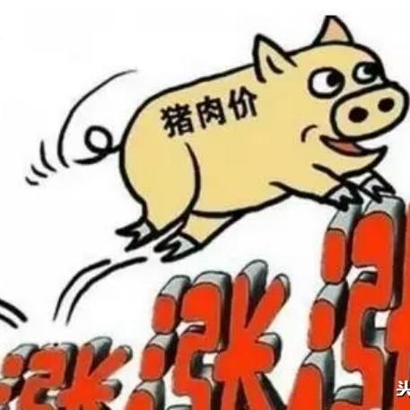 毛猪最新价格动态，今日市场分析、走势预测一网打尽