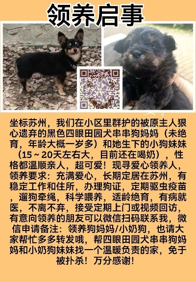 疫情下狗狗领养新标准解读，领养要求更严格，爱心与责任并重
