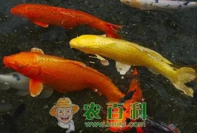 紫金锦鲤价格走势解析，最新行情图解读，洞悉市场趋势！