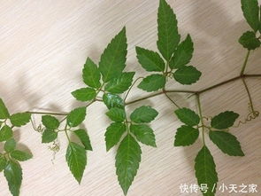 揭秘中药黄苓的神奇功效，百度带你深入了解！