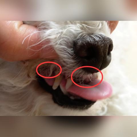 网红泰迪犬大揭秘，最新流行名字排行榜！