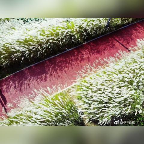 汉中芦苇荡成新闻焦点，今日头条热议话题