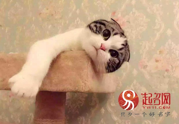 热门宠物名字大揭秘，流行与独特命名趋势一网打尽！