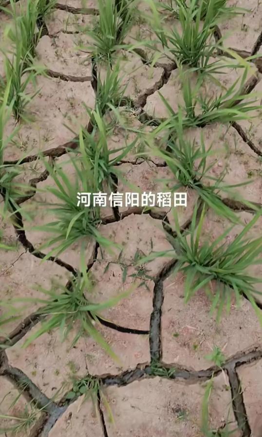 河南金玉峰老板身份揭秘与最新动态全面解读