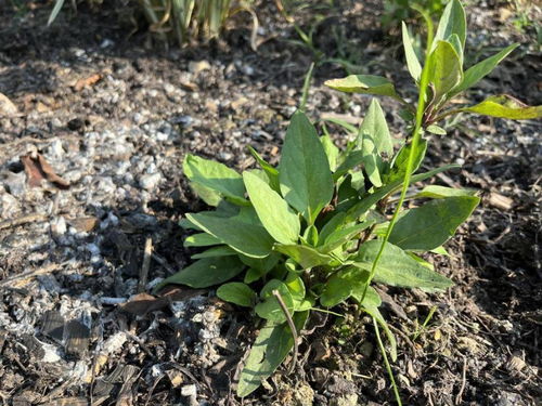 探索自然之美，草本植物小叶忙——百度带你深入了解
