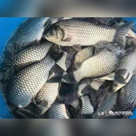 常德草鱼今日价格及市场走势深度解析