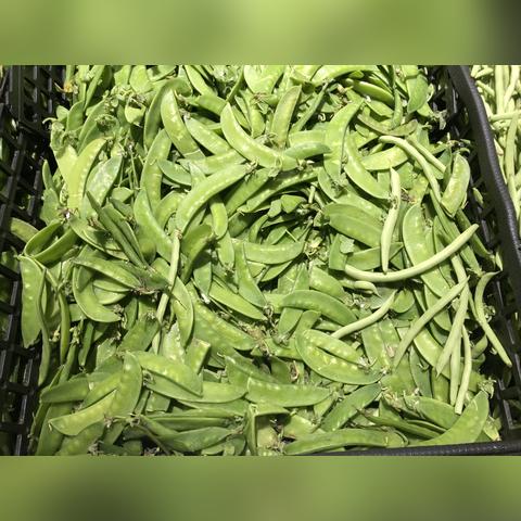 红芸豆最新价格动态、市场走势及影响因素深度解析