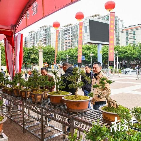 梅县花市春光明媚，繁花盛景成新闻头条